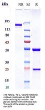 Anti-PDCD1 / PD-1 / CD279 Reference Antibody (sintilimab)