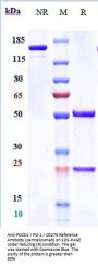 Anti-PDCD1 / PD-1 / CD279 Reference Antibody (camrelizumab)
