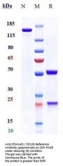 Anti-SEMA4D / CD100 Reference Antibody (pepinemab)