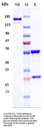 Anti-TNFSF2 / TNFa Reference Antibody (infliximab)