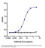 Anti-TNFSF2 / TNFa Reference Antibody (infliximab)