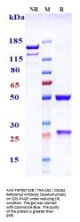 Anti-TNFRSF10B / TRAILR2 / CD262 Reference Antibody (lexatumumab)