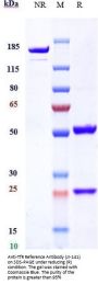 Anti-TfR Reference Antibody (Jr-141)