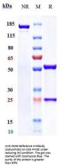 Anti-CD38 Reference Antibody (isatuximab)