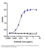 Anti-CD38 Reference Antibody (isatuximab)