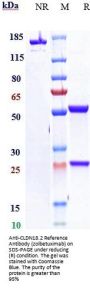 Anti-CLDN18.2 Reference Antibody (zolbetuximab)