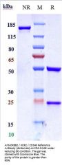 Anti-ERBB2 / HER2 / CD340 Reference Antibody (disitamab)
