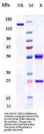 Anti-IGF1R / CD221 Reference Antibody (Lonigutamab-MMAE)