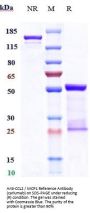 Anti-CCL2 / MCP1 Reference Antibody (carlumab)
