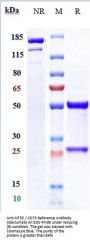 Anti-NT5E / CD73 Reference Antibody (oleclumab)