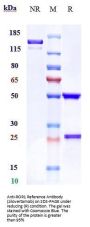 Anti-ROR1 Reference Antibody (zilovertamab)