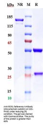 Anti-ROR1 Reference Antibody (zilovertamab vedotin)