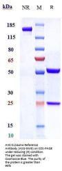 Anti-SLC44A4 Reference Antibody (ASG-5ME)