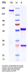 Anti-TREM1 / CD354 Reference Antibody (PY159)