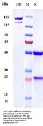 Anti-VEGFC Reference Antibody (VGX100)