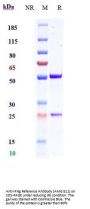 Anti-IFNg Reference Antibody (AMG 811)