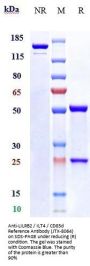 Anti-LILRB2 / ILT4 / CD85d Reference Antibody (JTX-8064)
