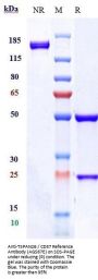 Anti-TSPAN26 / CD37 Reference Antibody (AGS67E)
