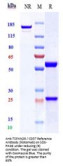 Anti-TSPAN26 / CD37 Reference Antibody (lilotomab)