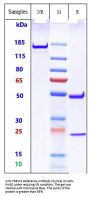 Anti-TREM2 Reference Antibody (Py314)