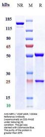 Anti-NRP1 / VEGF165R / CD304 Reference Antibody (vesencumab)