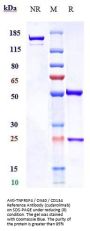 Anti-TNFRSF4 / OX40 / CD134 Reference Antibody (cudarolimab)