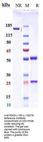 Anti-PDCD1 / PD-1 / CD279 Reference Antibody (serplulimab)