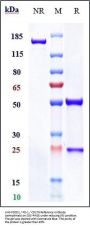 Anti-PDCD1 / PD-1 / CD279 Reference Antibody (cemiplimab)
