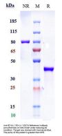 Anti-B7-H1 / PD-L1 / CD274 Reference Antibody (envafolimab)