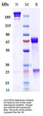 Anti-TGFb1 Reference Antibody (M7824)