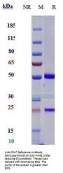 Anti-CD47 Reference Antibody (lemzoparlimab)