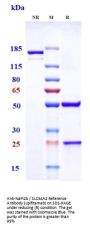 Anti-NaPi2b / SLC34A2 Reference Antibody (upifitamab)