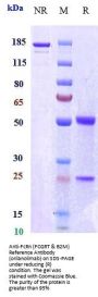 Anti-FcRn (FCGRT & B2M) Reference Antibody (orilanolimab)
