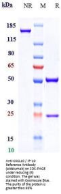 Anti-CXCL10 / IP-10 Reference Antibody (eldelumab)