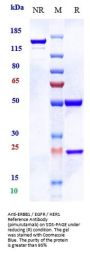 Anti-ERBB1 / EGFR / HER1 Reference Antibody (pimurutamab)