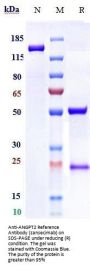 Anti-ANGPT2 Reference Antibody (zansecimab)