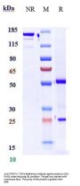 Anti-TNFSF2 / TNFa Reference Antibody (golimumab)
