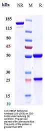 Anti-HBEGF Reference Antibody (U3-1565)