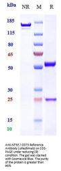 Anti-NT5E / CD73 Reference Antibody (uliledlimab)