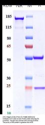Anti-Integrin aVb6 (ITGAV & ITGB6) Reference Antibody (STX-100)