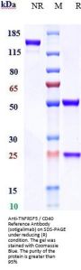 Anti-TNFRSF5 / CD40 Reference Antibody (sotigalimab)