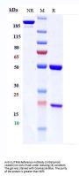 Anti-SLITRK6 Reference Antibody (Sirtratumab vedotin)