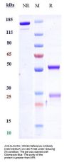 Anti-SLAMF6 / CD352 Reference Antibody (SGN-CD352A)