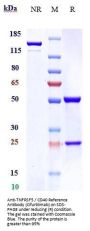 Anti-TNFRSF5 / CD40 Reference Antibody (Cifurtilimab)