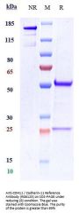 Anti-CDH11 / Cadherin-11 Reference Antibody (RG6125)