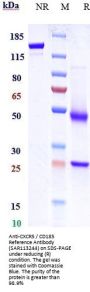 Anti-CXCR5 / CD185 Reference Antibody (SAR113244)