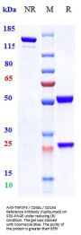 Anti-TNFSF5 / CD40L / CD154 Reference Antibody (ruplizumab)