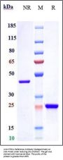 Anti-HTRA1 Reference Antibody (Galegenimab)