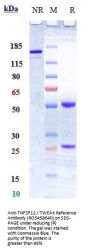 Anti-TNFSF12 / TWEAK Reference Antibody (RO5458640)