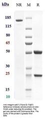 Anti-Integrin a4b7 (ITGA4 & ITGB7) Reference Antibody (etrolizumab)